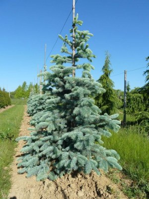 PICEA pungens 'Hoopsii'