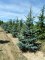 PICEA pungens 'Hoopsii'