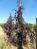 FAGUS sylvatica 'Purple Fountain'