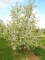 MALUS 'Everest' ® Perpetu