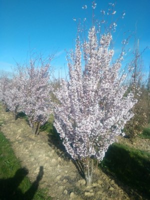 PRUNUS 'Pandora'