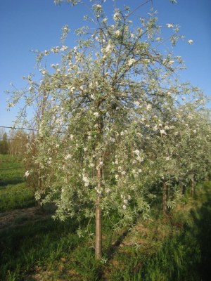 PYRUS salicifolia 'Pendula'