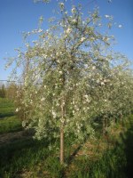 PYRUS salicifolia 'Pendula'