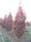 QUERCUS 'Crimson Spire'