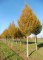 CARPINUS betulus 'Fastigiata'