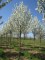 MALUS baccata 'Street Parade'