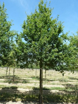 QUERCUS cerris