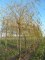 Salix alba 'Tristis' = sepulcralis 'Chrysocom