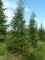 LARIX decidua