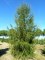 LARIX decidua