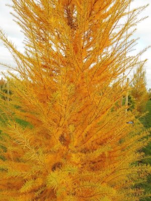 LARIX decidua