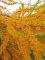 LARIX decidua
