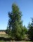 LARIX decidua