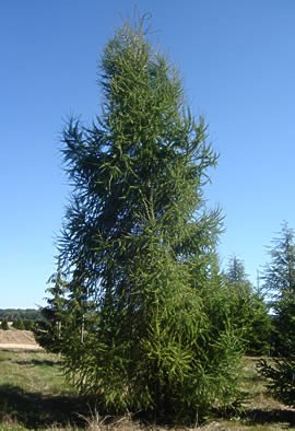 LARIX decidua