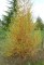 LARIX decidua