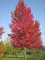 LIQUIDAMBAR styraciflua