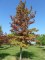 LIQUIDAMBAR styraciflua