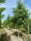 LIQUIDAMBAR styraciflua