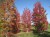 LIQUIDAMBAR styraciflua