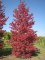 LIQUIDAMBAR styraciflua