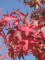 LIQUIDAMBAR styraciflua