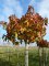 LIQUIDAMBAR styraciflua 'Gumball'