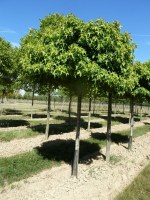 LIQUIDAMBAR styraciflua 'Gumball'