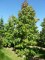 LIQUIDAMBAR styraciflua