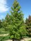 LIQUIDAMBAR styraciflua