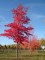 LIQUIDAMBAR styraciflua