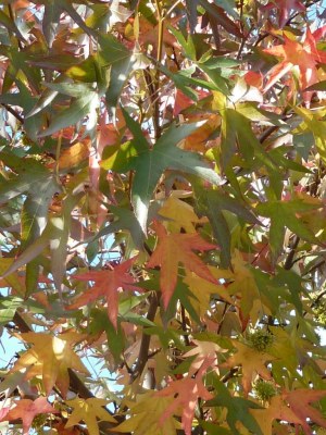 LIQUIDAMBAR styraciflua 'Worplesdon'