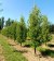 LIQUIDAMBAR styraciflua 'Worplesdon'