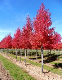 LIQUIDAMBAR styraciflua 'Worplesdon'
