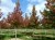 LIQUIDAMBAR styraciflua 'Worplesdon'