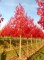 LIQUIDAMBAR styraciflua 'Worplesdon'