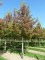 LIQUIDAMBAR styraciflua 'Worplesdon'