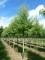 LIQUIDAMBAR styraciflua 'Worplesdon'
