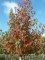 LIQUIDAMBAR styraciflua 'Worplesdon'
