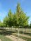 LIQUIDAMBAR styraciflua 'Worplesdon'