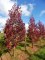 LIQUIDAMBAR styraciflua 'Worplesdon'