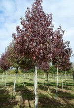 LIQUIDAMBAR styraciflua 'Worplesdon'