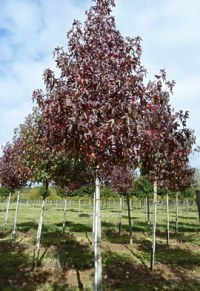 Copalme d'Amérique 'Worplesdon'