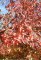 LIQUIDAMBAR styraciflua 'Worplesdon'