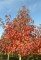 LIQUIDAMBAR styraciflua 'Worplesdon'