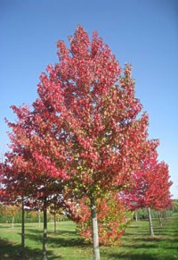 Copalme d'Amérique