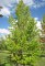 LIQUIDAMBAR styraciflua