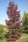 LIQUIDAMBAR styraciflua