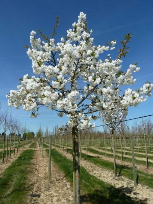 PRUNUS serrulata 'Shirotae'