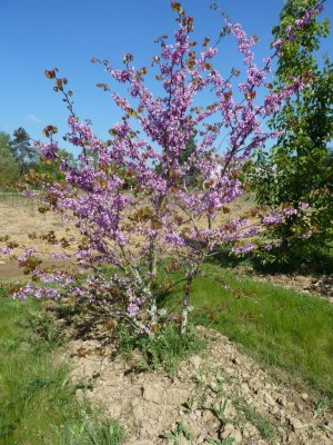 CERCIS siliquastrum