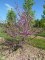 CERCIS siliquastrum